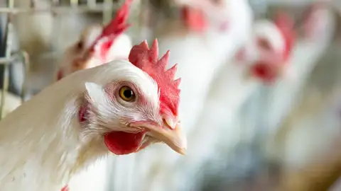 Baleares continúa sin confinar las aves de corral por la gripe aviar Baleares continúa sin confinar las aves de corral por la gripe aviar