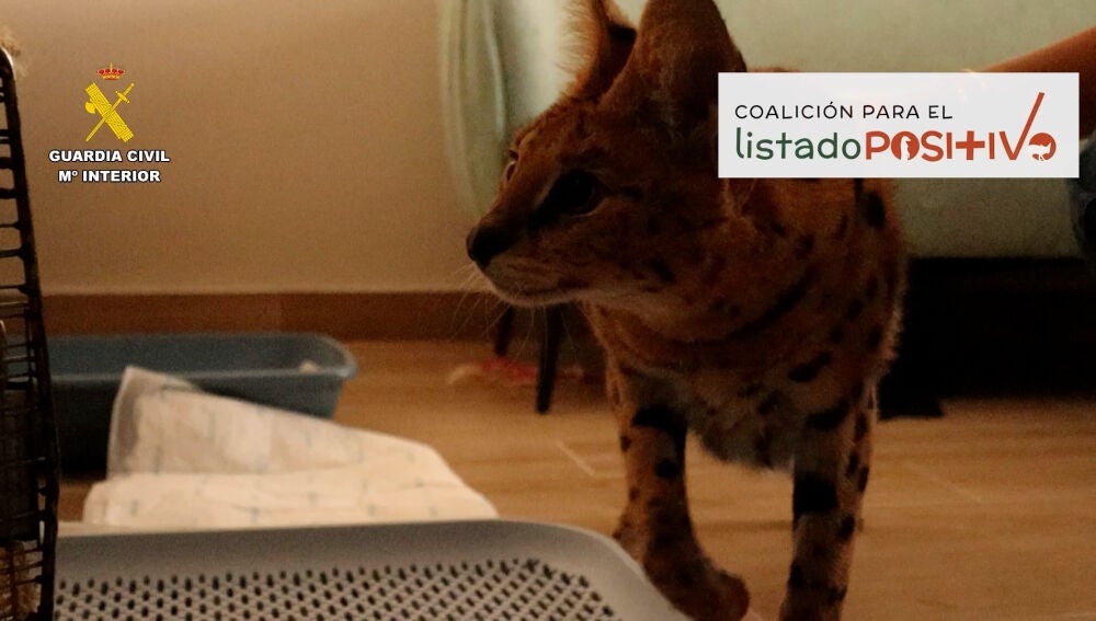 Felino Serval recuperado por la Guardia Civil en una vivienda dela provincia de Alicante.
