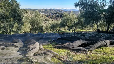 UPA Granada destaca la solidez de la demanda y la fidelidad del consumidor hacia el aceite de oliva UPA Granada destaca la solidez de la demanda y la fidelidad del consumidor hacia el aceite de oliva