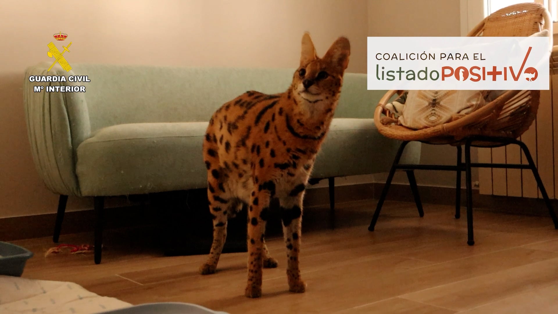 Una familia entrega a la Guardia Civil un ejemplar de gato serval de cinco años por no poder cuidarlo responsablemente Una familia entrega a la Guardia Civil un ejemplar de gato serval de cinco años por no poder cuidarlo responsablemente