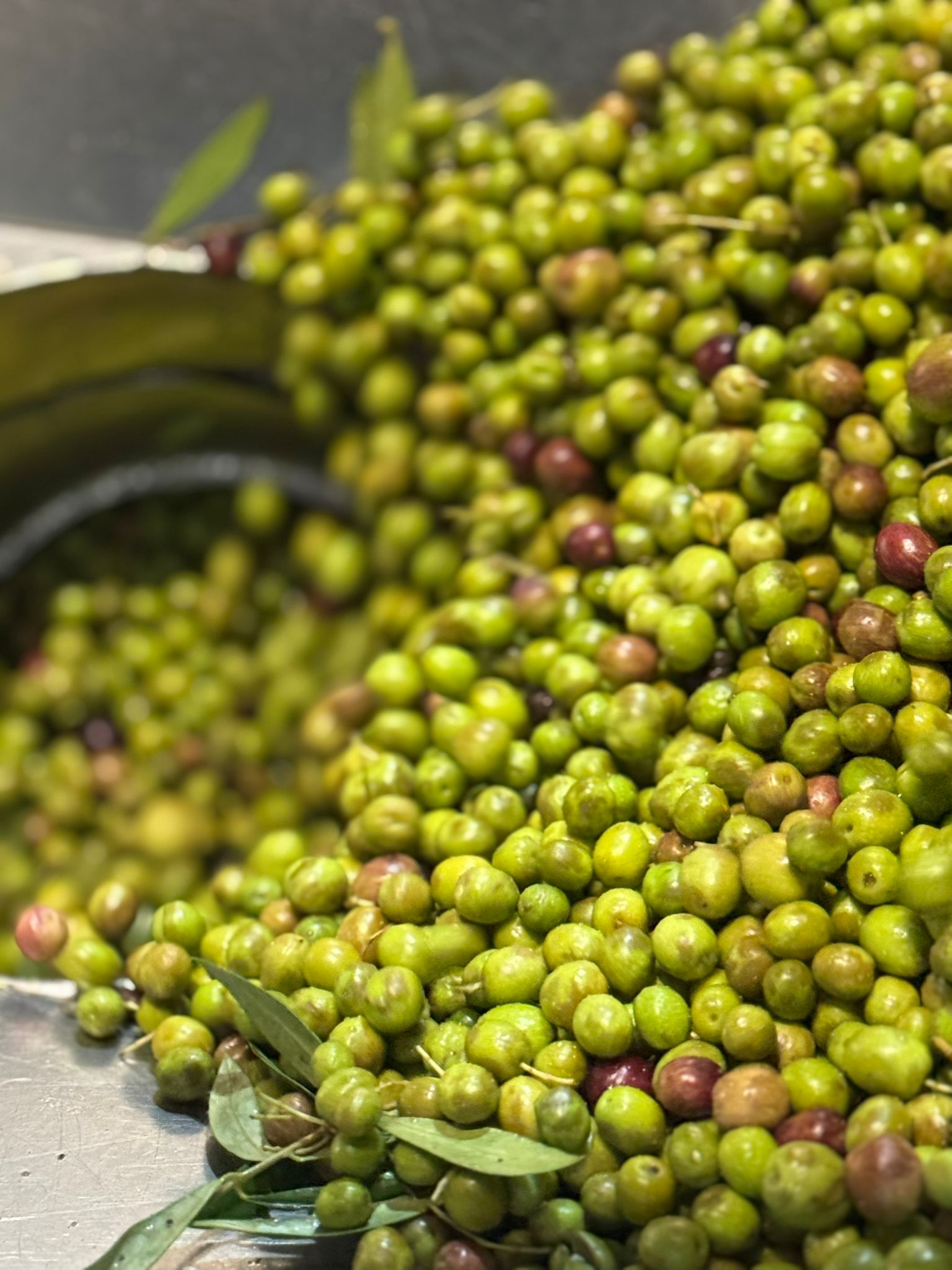 La campaña de aceituna se generaliza, también en las comarcas de Valdepeñas y Campo de Montiel La campaña de aceituna se generaliza, también en las comarcas de Valdepeñas y Campo de Montiel