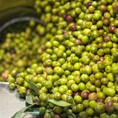 Molturación de aceituna Molturación de aceituna