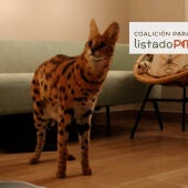 Felino Serval recuperado por la Guardia Civil en una vivienda dela provincia de Alicante.