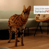 Felino Serval recuperado por la Guardia Civil en una vivienda dela provincia de Alicante. Felino Serval recuperado por la Guardia Civil en una vivienda dela provincia de Alicante.