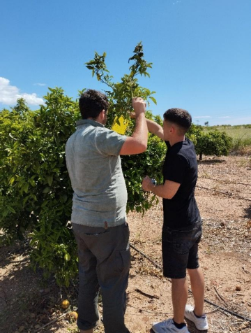 El primer seguimiento de la plaga Trips de Sudáfrica confirma un bajo impacto de la cosecha de cítricos en Vila-real El primer seguimiento de la plaga Trips de Sudáfrica confirma un bajo impacto de la cosecha de cítricos en Vila-real