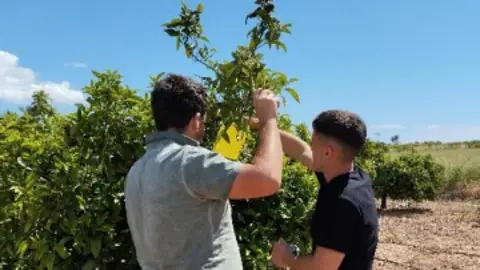 El primer seguimiento de la plaga Trips de Sudáfrica confirma un bajo impacto de la cosecha de cítricos en Vila-real El primer seguimiento de la plaga Trips de Sudáfrica confirma un bajo impacto de la cosecha de cítricos en Vila-real