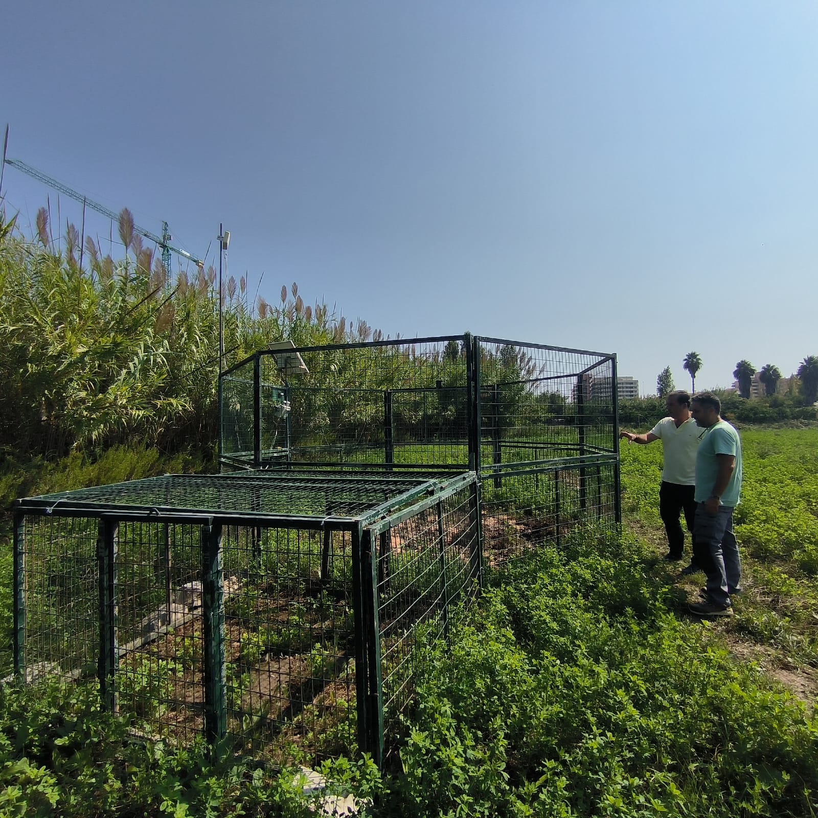 El Ayuntamiento de Peñíscola captura 71 jabalíes durante el último semestre El Ayuntamiento de Peñíscola captura 71 jabalíes durante el último semestre