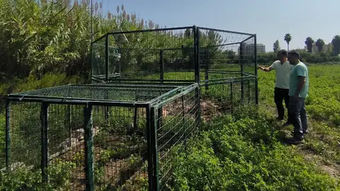 El Ayuntamiento de Peñíscola captura 71 jabalíes durante el último semestre El Ayuntamiento de Peñíscola captura 71 jabalíes durante el último semestre