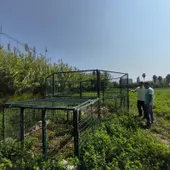 El Ayuntamiento de Peñíscola captura 71 jabalíes durante el último semestre El Ayuntamiento de Peñíscola captura 71 jabalíes durante el último semestre