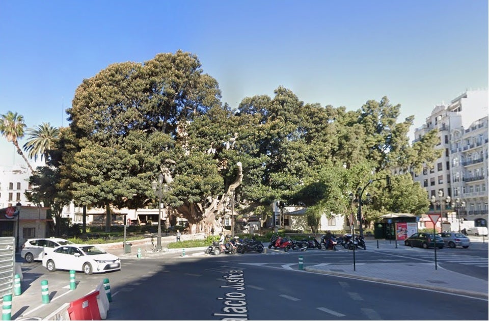 El Ayuntamiento licita las obras para garantizar la supervivencia del ficus monumental del Parterre El Ayuntamiento licita las obras para garantizar la supervivencia del ficus monumental del Parterre