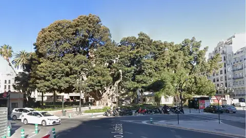 Ficus monumental del Parterre obras