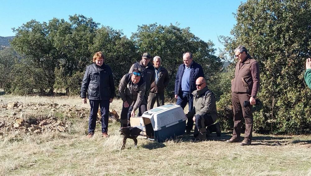Liberación de un águila