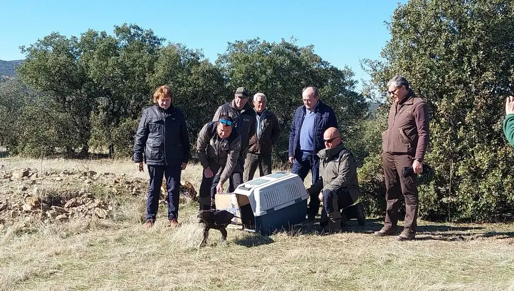 Liberación de un águila Liberación de un águila
