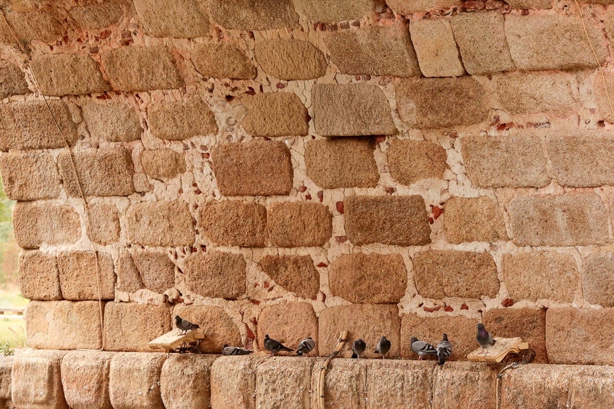 El Ayuntamiento adjudica un contrato para el control de palomas en la ciudad El Ayuntamiento adjudica un contrato para el control de palomas en la ciudad