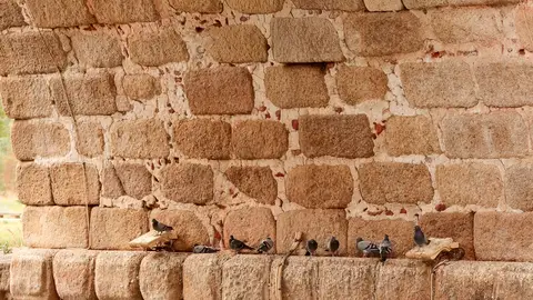 El Ayuntamiento adjudica un contrato para el control de palomas en la ciudad El Ayuntamiento adjudica un contrato para el control de palomas en la ciudad