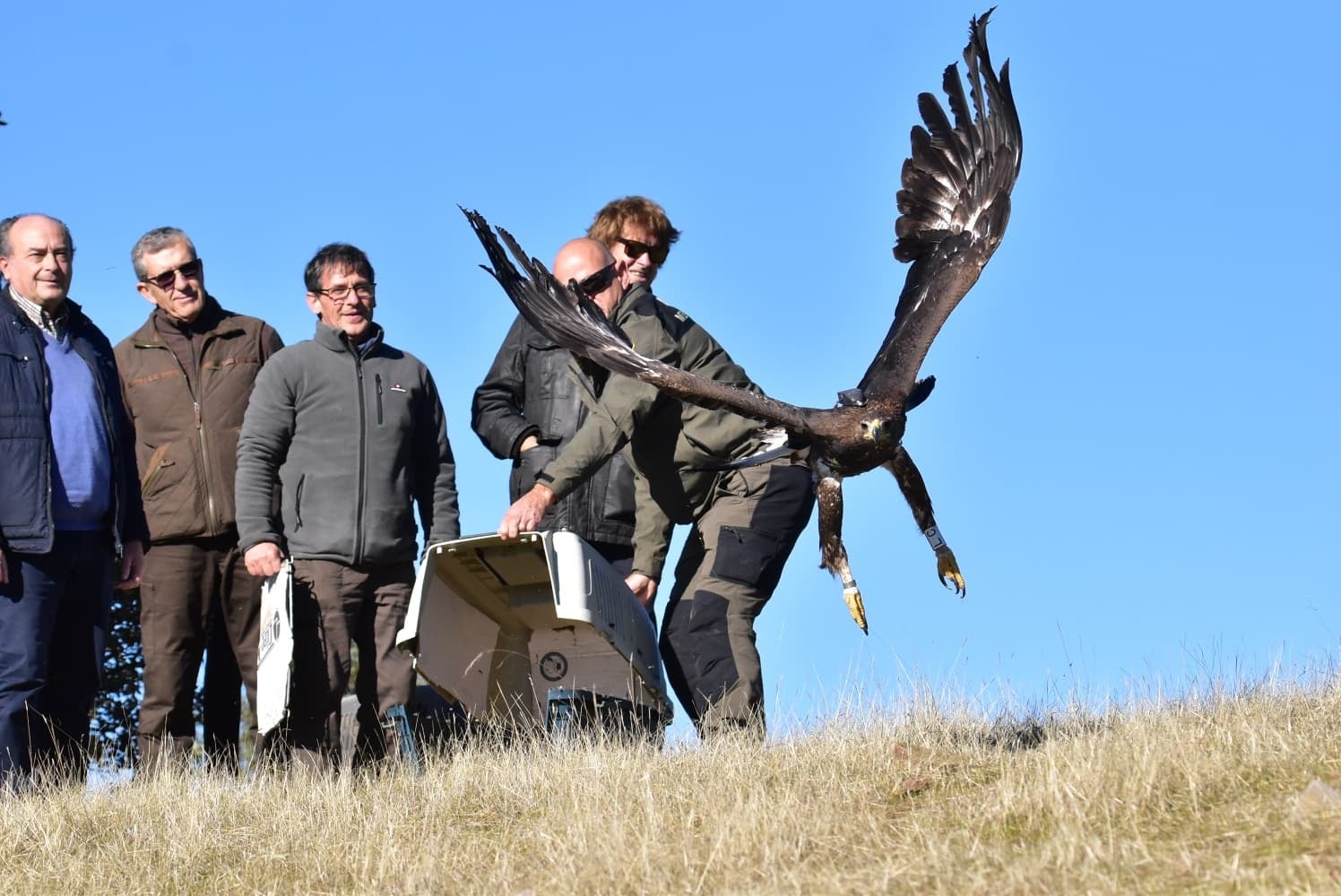 Liberan tres ejemplares de águila real e imperial en Castellar de Santiago Liberan tres ejemplares de águila real e imperial en Castellar de Santiago