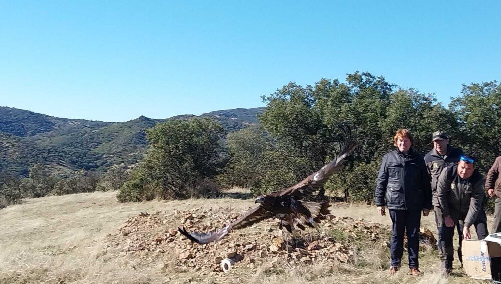 Liberación de una de las águilas