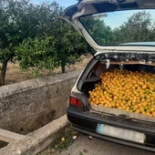 La Policía de Burriana evita el robo de 150 kilos de mandarinas por la colaboración ciudadana La Policía de Burriana evita el robo de 150 kilos de mandarinas por la colaboración ciudadana