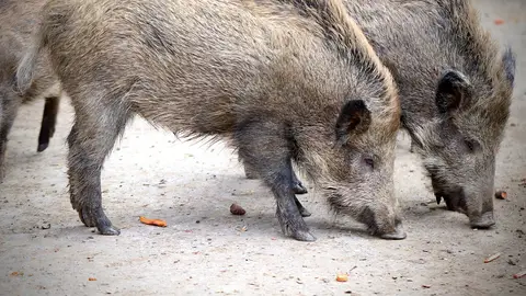 Imagen de archivo de dos jabalíes Imagen de archivo de dos jabalíes