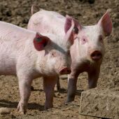 La Generalitat confirma dos casos de la pesta porcina africana a Catalunya, que torna 30 anys després