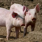 La Generalitat confirma dos casos de la pesta porcina africana a Catalunya, que torna 30 anys després La Generalitat confirma dos casos de la pesta porcina africana a Catalunya, que torna 30 anys després