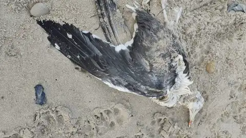 Luis Laria: "dos patos criollos aún vivos, pero con síntomas preocupantes, en el cauce del río Negro, en Luarca" Luis Laria: "dos patos criollos aún vivos, pero con síntomas preocupantes, en el cauce del río Negro, en Luarca"