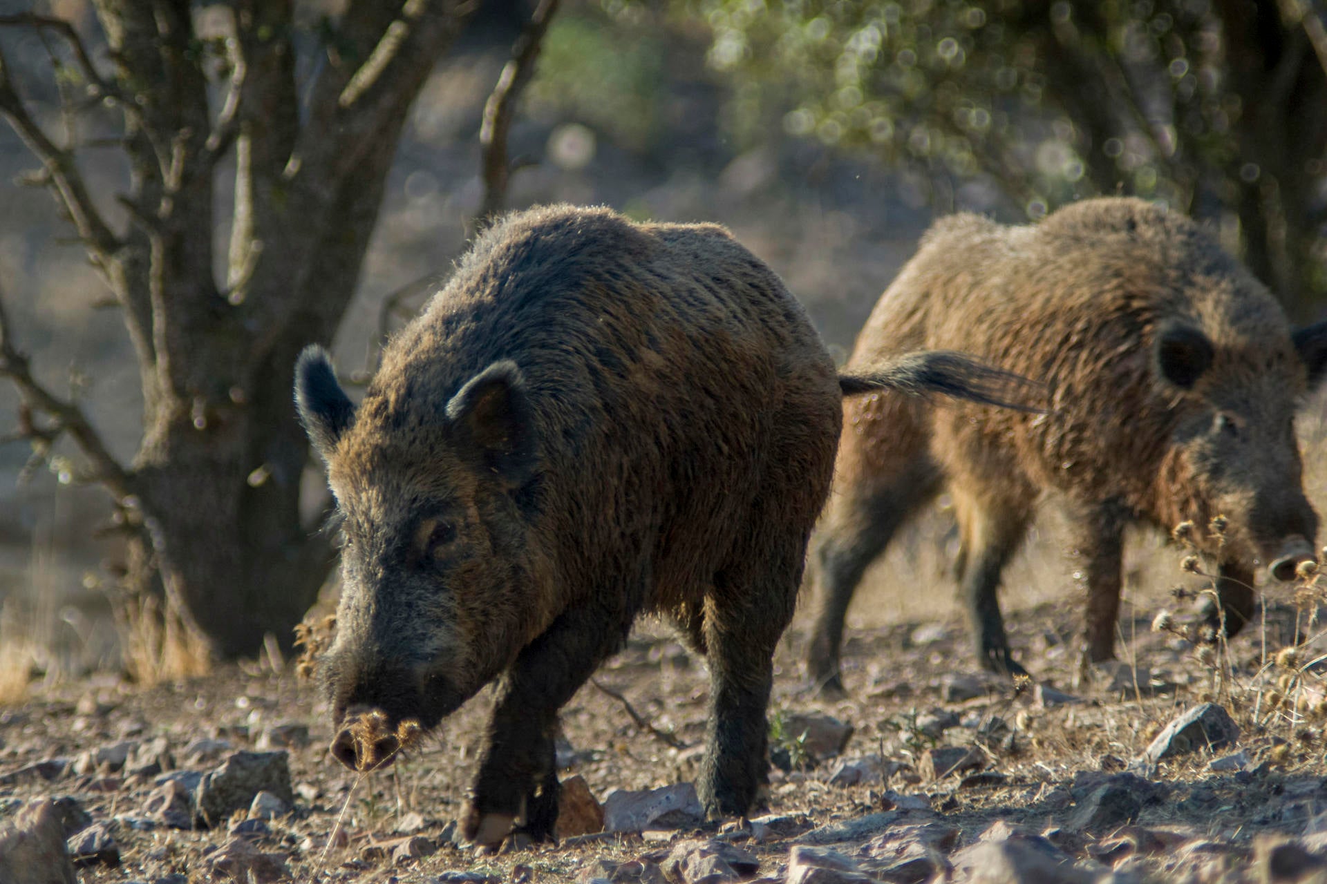 Qué es la peste porcina que ha reaparecido en España 31 años después: síntomas, cómo se transmite, riesgo para los humanos... Qué es la peste porcina que ha reaparecido en España 31 años después: síntomas, cómo se transmite, riesgo para los humanos...