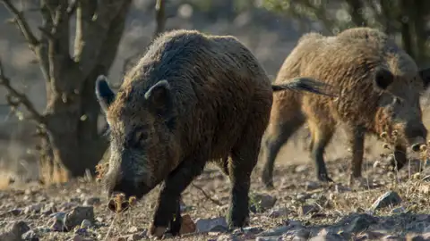 Imágenes de jabalíes Imágenes de jabalíes