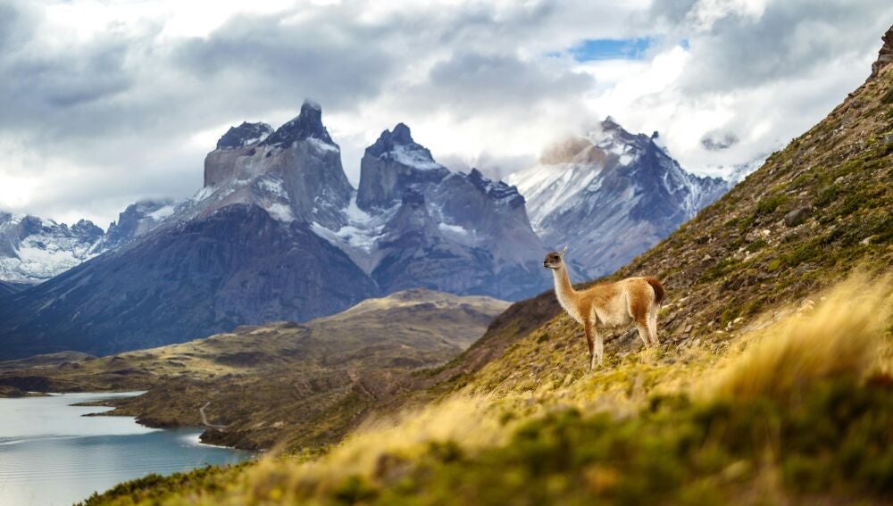 Guanacho, pariente de la llama