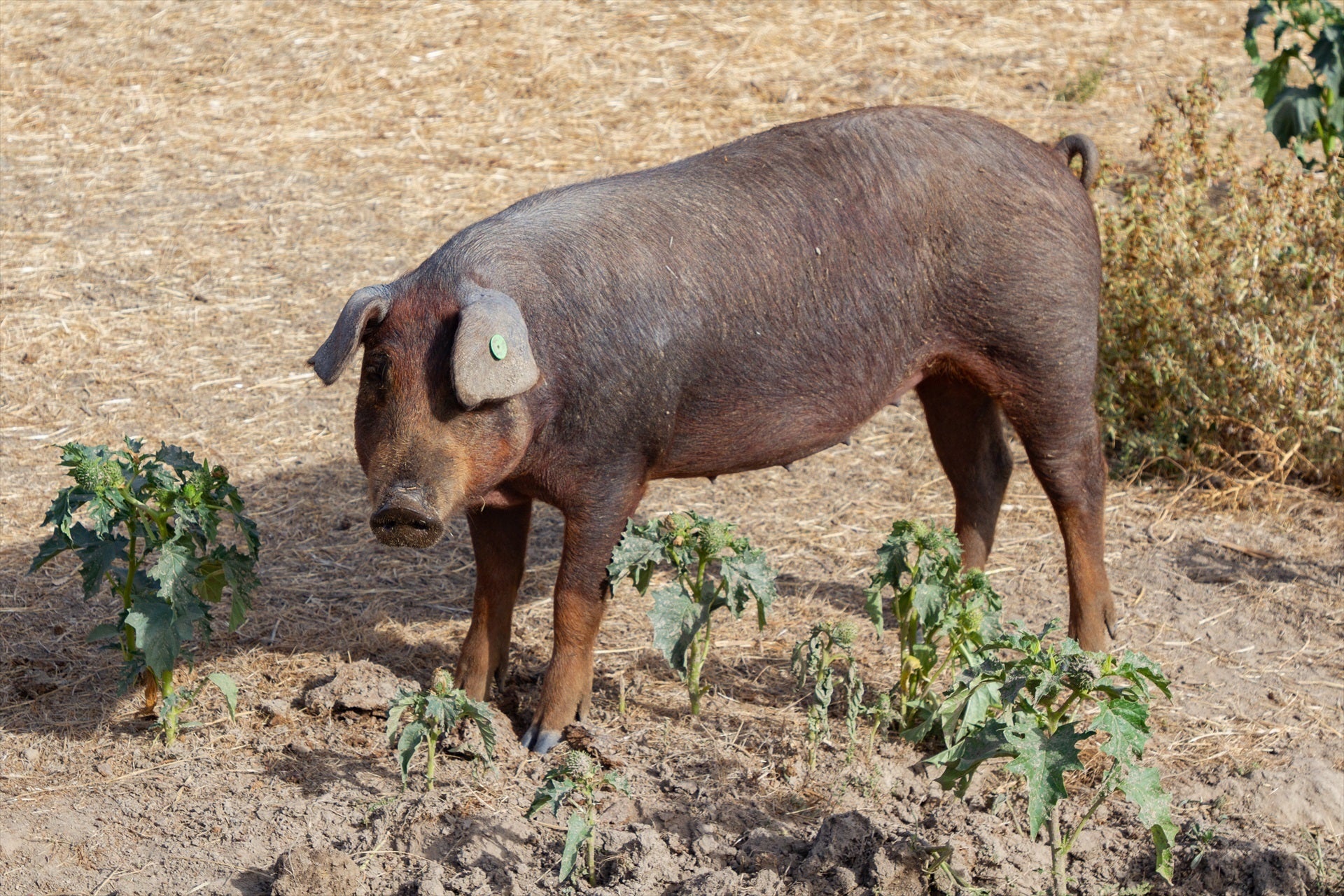 Peste porcina en España: la Comisión Europea manda expertos a Cataluña donde la UME ya está desplegada Peste porcina en España: la Comisión Europea manda expertos a Cataluña donde la UME ya está desplegada