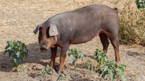 Un cerdo en una granja, a 19 de octubre de 2025, en Salamanca