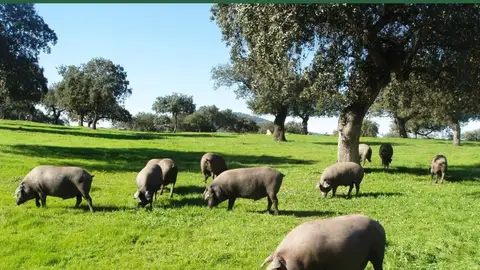Profesionales del sector participarán este martes en Jerez de los Caballeros en las Jornadas 'El cerdo en la dehesa' Profesionales del sector participarán este martes en Jerez de los Caballeros en las Jornadas 'El cerdo en la dehesa'