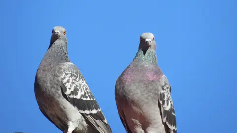 Palomas Palomas