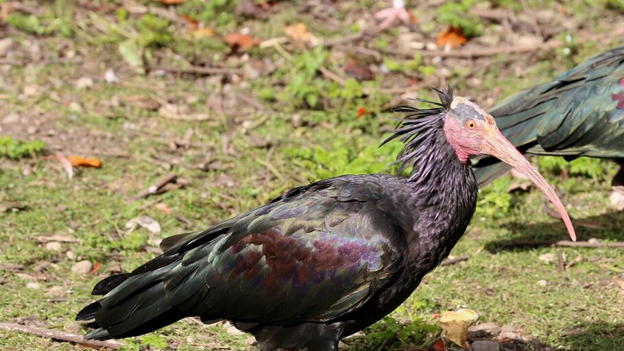Ibis eremita