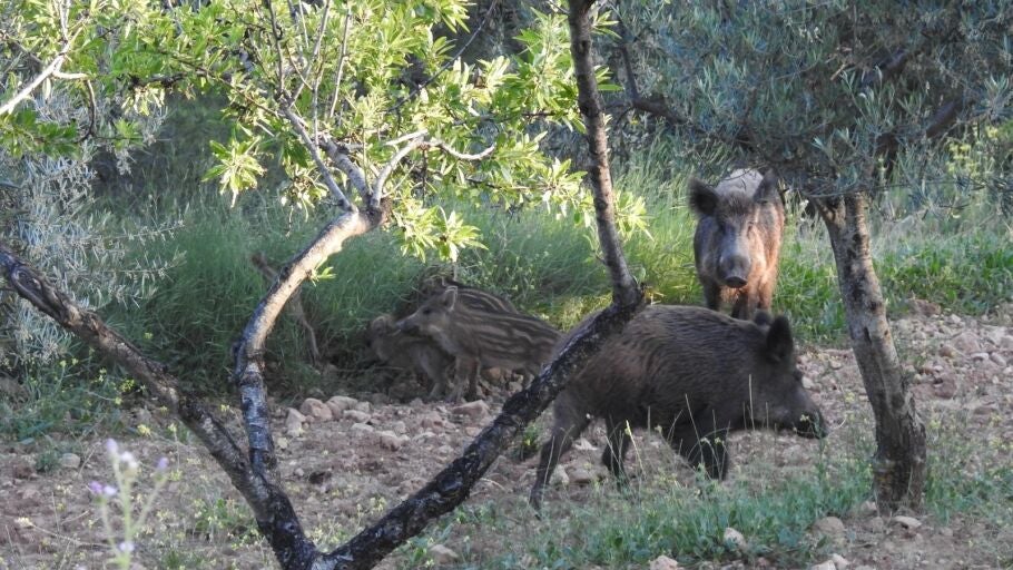 Jabal&iacute;es
