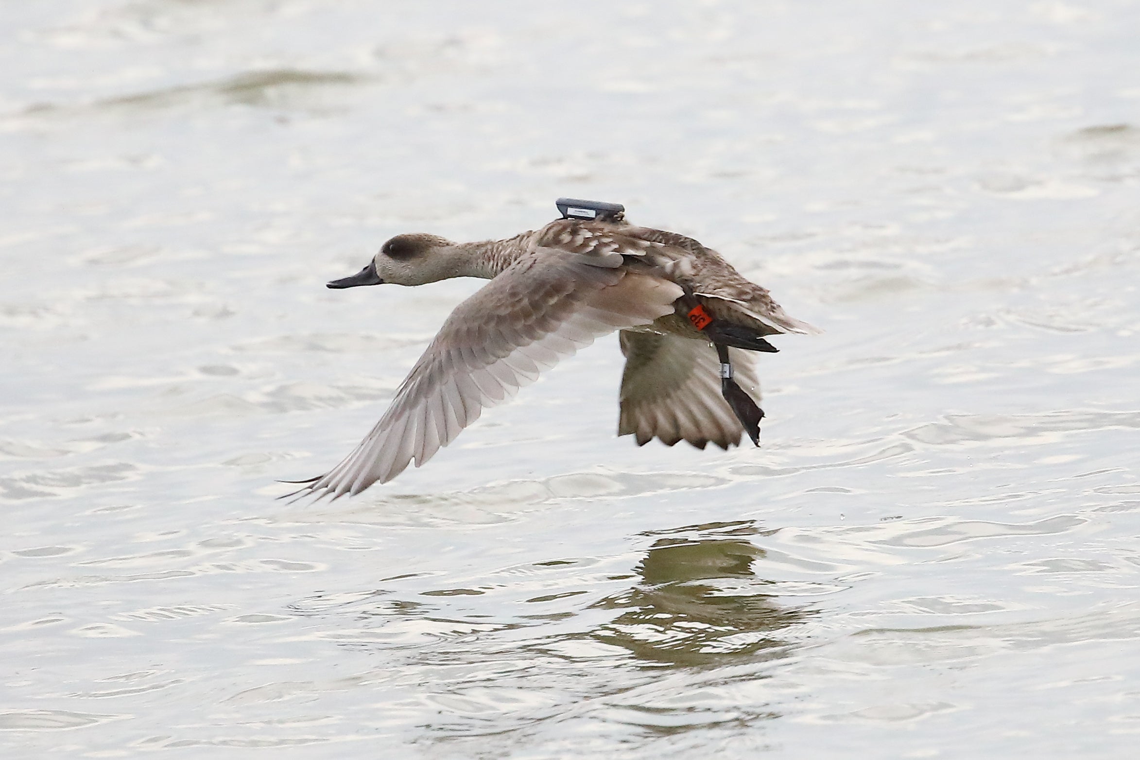 AHSA valora positivamente que la Generalitat haya ratificado el fin de la caza nocturna en los humedales como El Hondo AHSA valora positivamente que la Generalitat haya ratificado el fin de la caza nocturna en los humedales como El Hondo