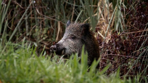 Peste porcina: Un jabalí se alimenta al borde de una carretera, en una fotografía de archivo. 