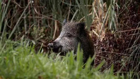 Peste porcina: Un jabalí se alimenta al borde de una carretera, en una fotografía de archivo. Peste porcina: Un jabalí se alimenta al borde de una carretera, en una fotografía de archivo.