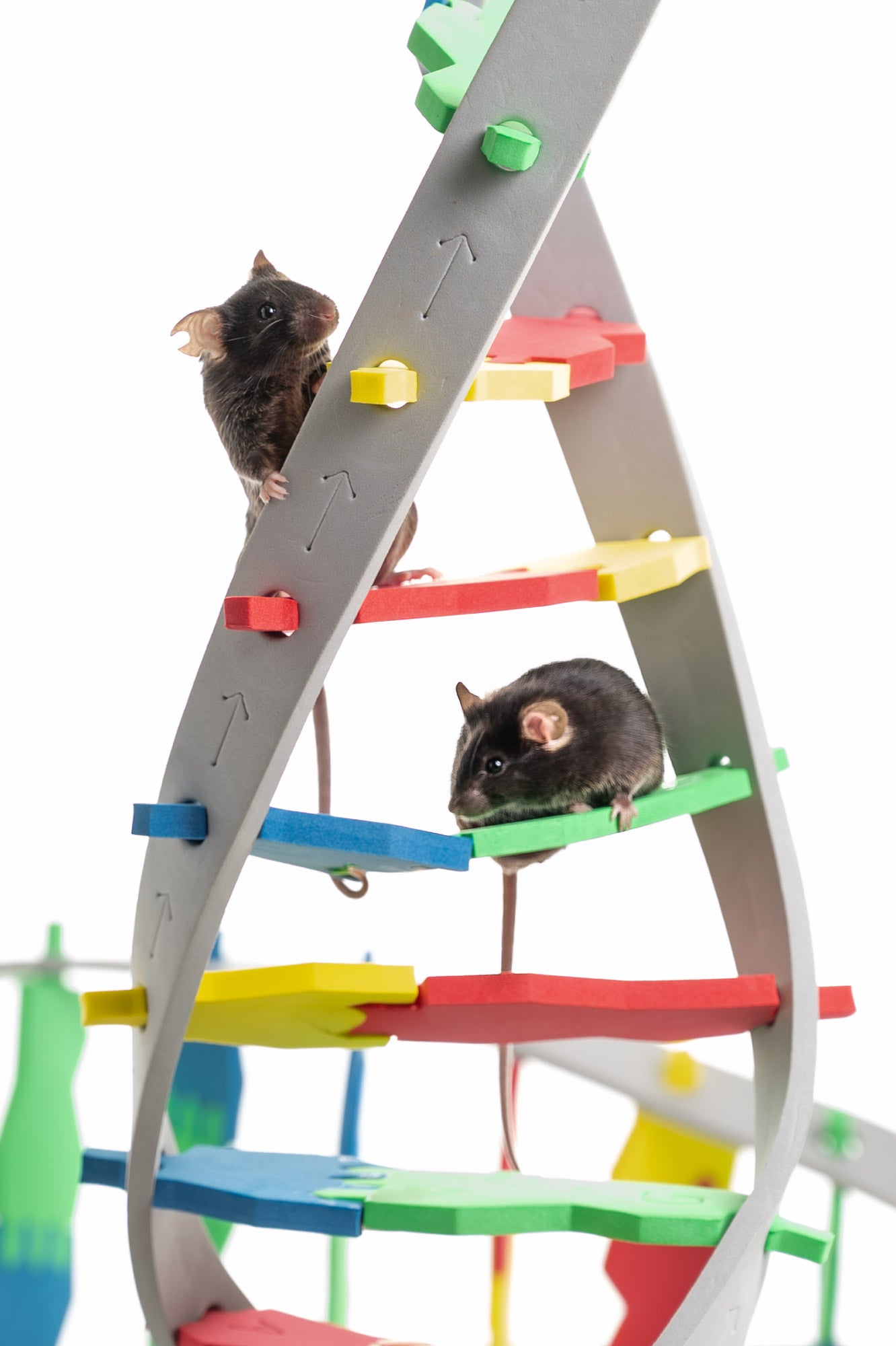 El Instituto de Neurociencias de la UMH de Elche demuestra que un entorno estimulante en la infancia mejora la memoria y el aprendizaje El Instituto de Neurociencias de la UMH de Elche demuestra que un entorno estimulante en la infancia mejora la memoria y el aprendizaje