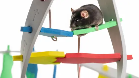 Los ratones criados en entornos enriquecidos muestran mejoras de aprendizaje y memoria gracias a la activación sostenida del factor de transcripción AP-1. Los ratones criados en entornos enriquecidos muestran mejoras de aprendizaje y memoria gracias a la activación sostenida del factor de transcripción AP-1.