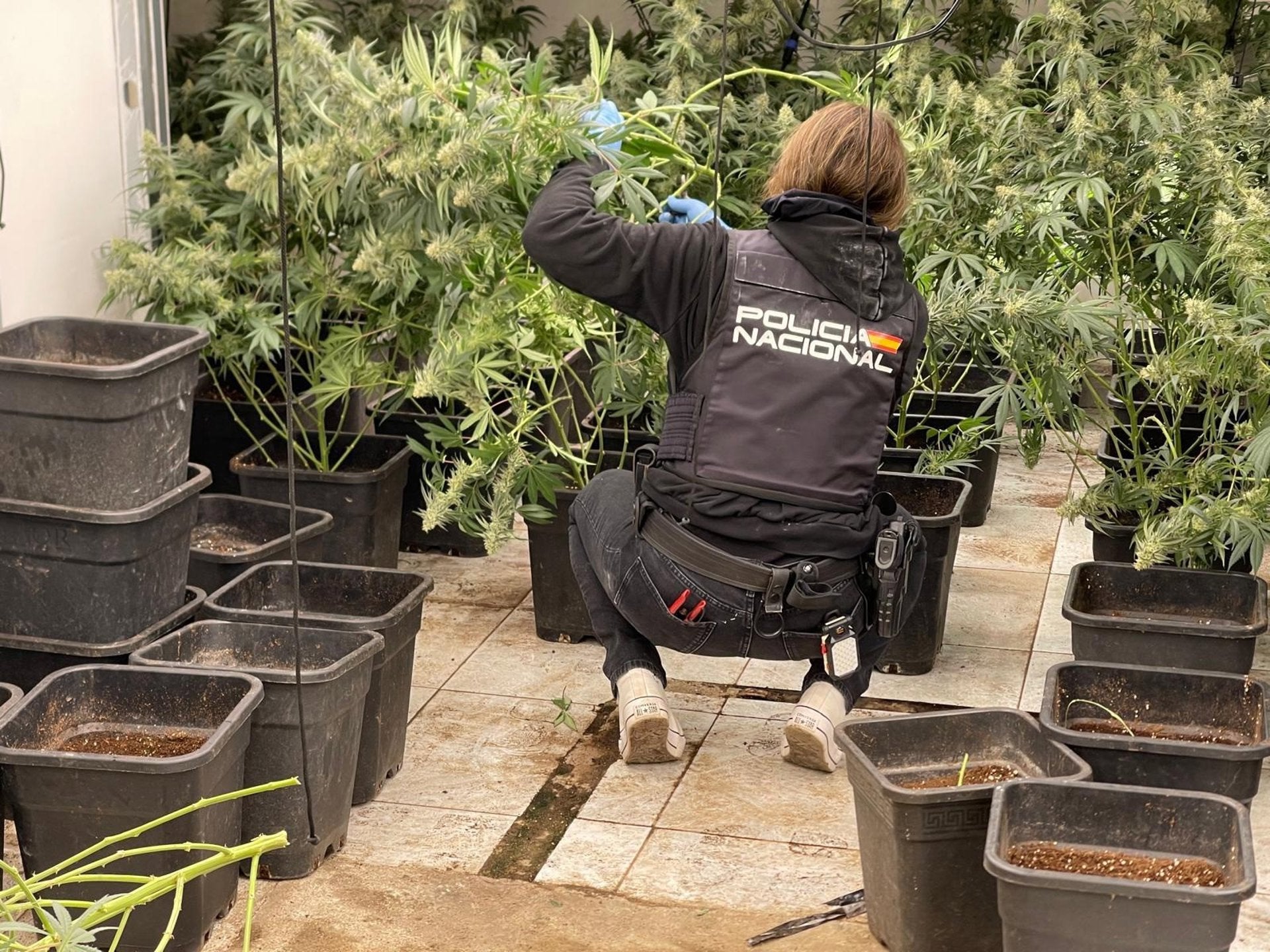 Quince detenidos, dos toneladas de marihuana y siete armas intervenidas en los registros de Almería Quince detenidos, dos toneladas de marihuana y siete armas intervenidas en los registros de Almería