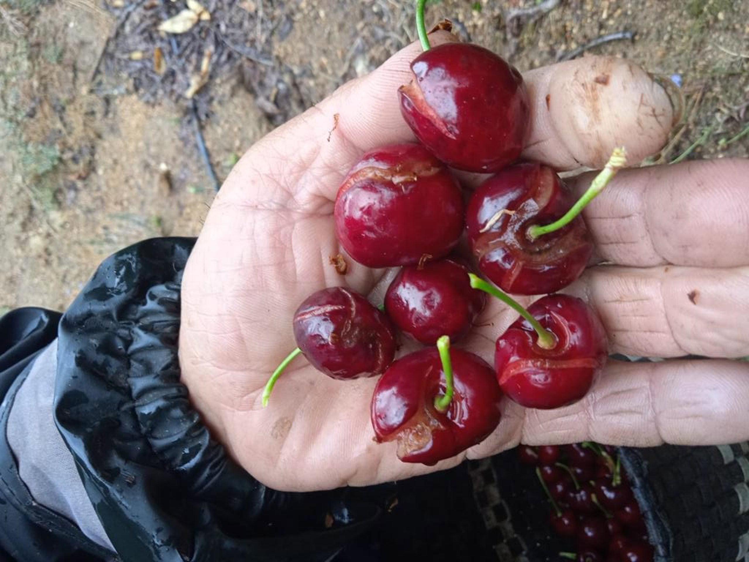 La Junta efectuará el segundo y el tercer pago de la ayuda excepcional a los cereceros esta semana y la próxima La Junta efectuará el segundo y el tercer pago de la ayuda excepcional a los cereceros esta semana y la próxima