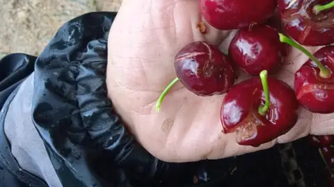 La Junta efectuará el segundo y el tercer pago de la ayuda excepcional a los cereceros esta semana y la próxima La Junta efectuará el segundo y el tercer pago de la ayuda excepcional a los cereceros esta semana y la próxima