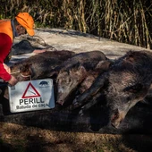 El Govern investiga si el brot de pesta porcina a Catalunya prové d'un laboratori El Govern investiga si el brot de pesta porcina a Catalunya prové d'un laboratori