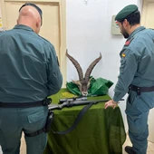 Guardia Civil investiga a dos personas por cazar ilegalmente un macho de cabra montés en Culla Guardia Civil investiga a dos personas por cazar ilegalmente un macho de cabra montés en Culla