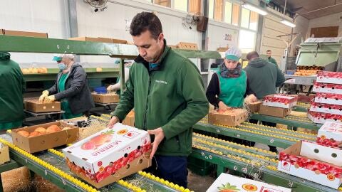 Preparacion de las cajas que env&iacute;a la DOP Granada Mollar de Elche.