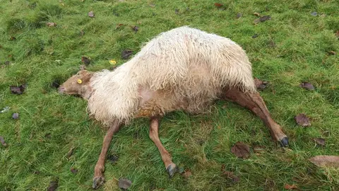 Preocupación por un nuevo ataque a la cabaña ganadera del concejo de Caravia Preocupación por un nuevo ataque a la cabaña ganadera del concejo de Caravia