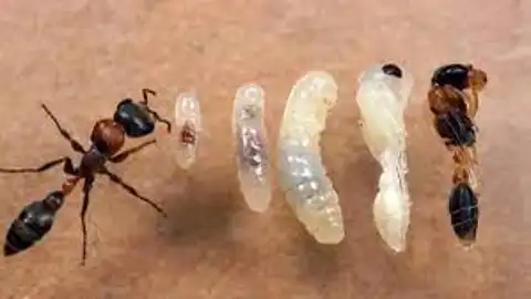 Pupa de hormiga Pupa de hormiga