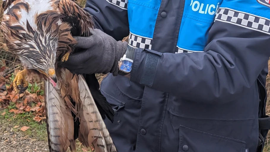 La Policía Local rescata un milano real en el Camino Fuente del Re