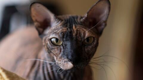 Gato Sphynx 
